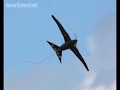 Morphing aircraft mimics a bird\ Morphing aircraft mimics a bird\