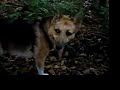 3-Legged Dog Jerry Hikes the Appalachian Trail