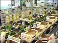 DOLE Pineapple Packing