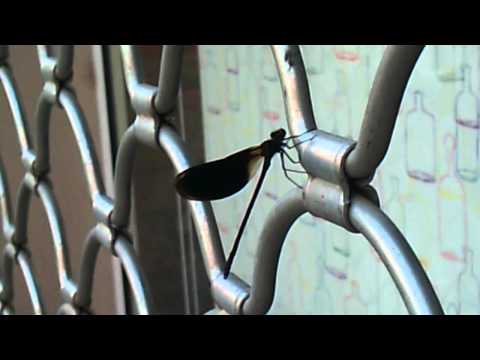 a black dragonfly in the city