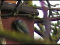 Blue Tits in Nestbox Blue Tits in Nestbox