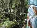Madagascar.Nosy.Komba.Madame.Yvonne.Court.Métrage.par.SMöN
