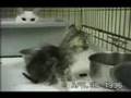 Experimentação científica (direitos animais)