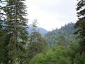 smoky mountains  newfound gap to clingmans dome