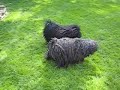 Puli Play Day Puli Play Day
