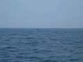 Orcas