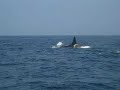 Orcas