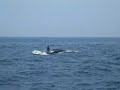 Orcas