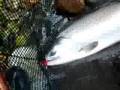 Fall COHO Skeena Tributary