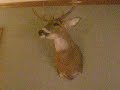 My Brothers Deer My Brothers Deer