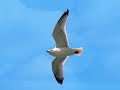Voar como Pássaro - Aeroclube de Planadores de Balsa Nova