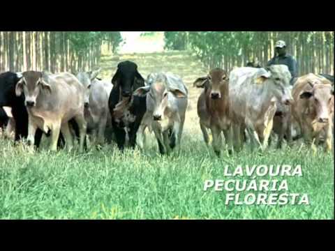 Wolf Seeds - Integração Lavoura/Pecuária