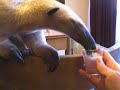 Anteater drinks sparkling juice Anteater drinks sparkling juice