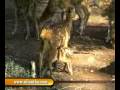 videos de sri lanka National zoological gardens Dehiwala