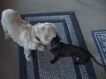 Cocker VS Doxie