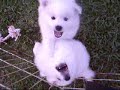 Bear and Yasha- Wishbone