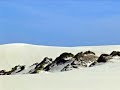 australian-scenery-set-to-vangelis-hymme.html