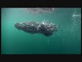 Amazing feeding frenzy! Whales , Murrs and Gulls ambush Herring