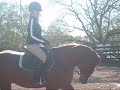 Gorgeous Smart Horse for sale houston texas