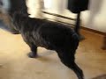 Bouvier des Flanders 11 yrs old