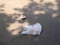 Exploding watermelon - liquid nitrogen 1