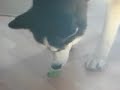 Siberian Husky eating Bean Sprouts