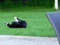 videos de Kishi Tail Chasing