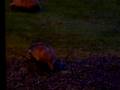 Badger in Forestside Hotel 04