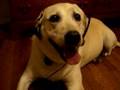 Dog listening to wonderwall