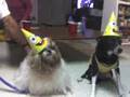 default How To Throw A Dog Party
