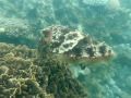 A friendly Cuttlefish