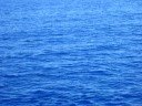 delfines en el atlantico