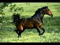 Annie - powerpoint - Paarden