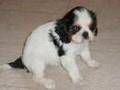 New-pix-of-my-puppy-