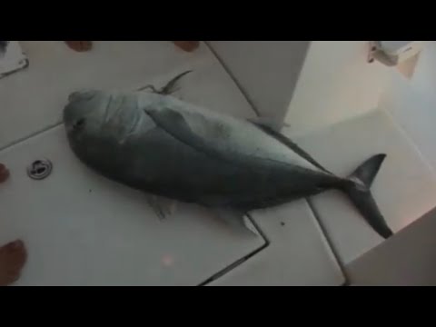saragosa - Winga hooks his first proper GT on an ultra light spin rod. The psycho fish blazes off several hundred metres of line before the real fight begins, but who w...
