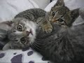 Bee and Sonny - Meowing and Fighting