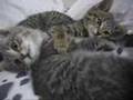 Bee and Sonny - Meowing and Fighting