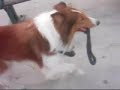 dog walk himself under leash