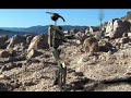Transformers Latino II