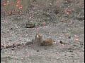 Shooting 12 Guage Slugs w/ Remington 870