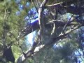 Red-Tailed Hawk swoops, attack, tears prey, drops it