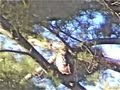 Red-Tailed-Hawk-swoo