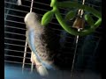 Ferdík se snažil za každou cenu zdemolovat umělou andulku v kleciMy budgie was very nervous...:-D