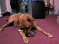 videos de Dogbook Movie: Squeaky Squirrel!