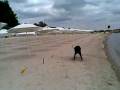 videos de rottweiler Rocky, Varna 2