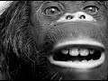 bad chimpanzee