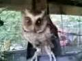 owl ni jojo