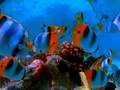 videos de Jaws fishing