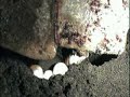 A Desova da Tartaruga A Desova da Tartaruga