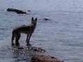 Czechoslovakian Wolfdog - Cres 2007